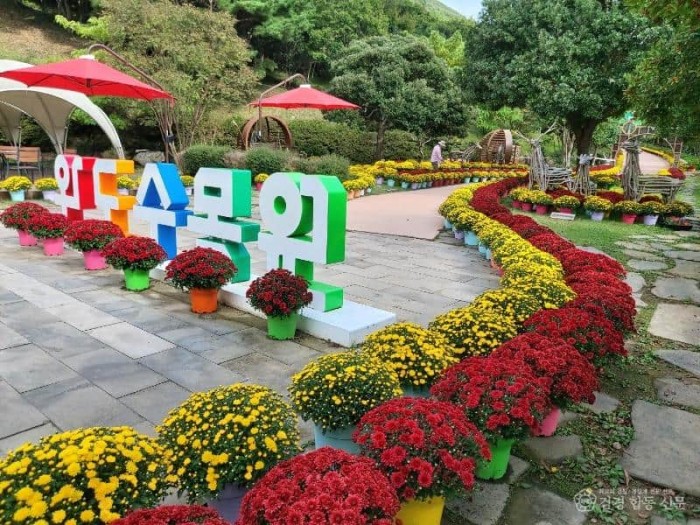 완도수목원 국화 전시.jpg