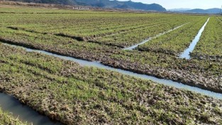 18. 충남도보리밭사진.jpg