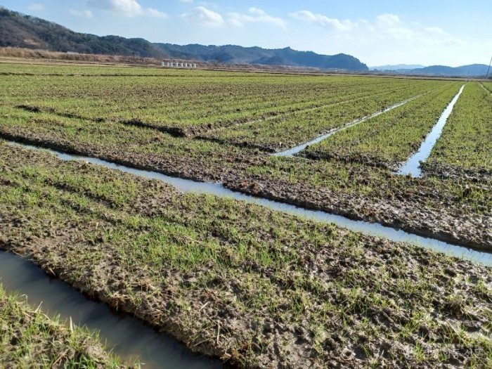 18. 충남도보리밭사진.jpg