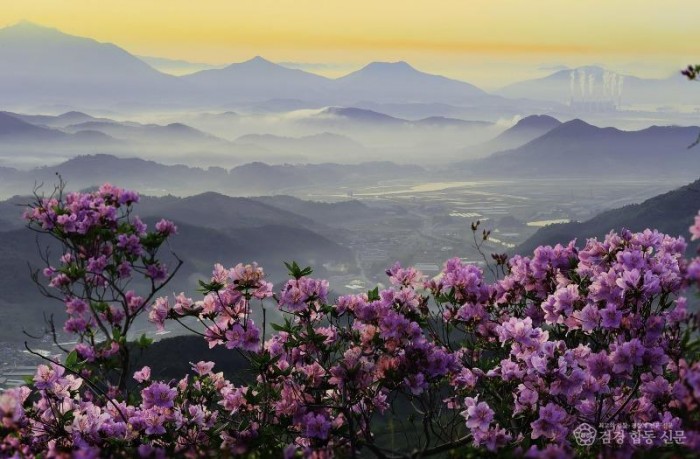 광양시, 주말엔 국사봉철쭉축제+옥곡오일장 구경가요 - 관광과 2.jpg