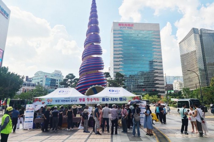 230908보도자료(청송군, 서울 시민들 상대로 청송자두 홍보 시식행사 펼쳐) (1).jpg