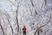 광양시, 눈부신 설경 자랑하는 백운산 눈꽃여행 어때요 - 관광과(예전 백운산 설경 사진).jpg