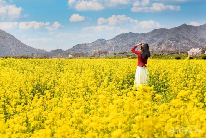 (기획) 광양시, 갑진년 청룡의 해는 ‘광양여행’으로 화룡점정 - 관광과(유채꽃).jpg