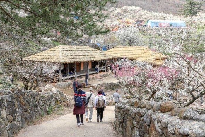 광양시, 제23회 광양매화축제 팡파르 열흘간 대장정 - 관광과 (1).jpg