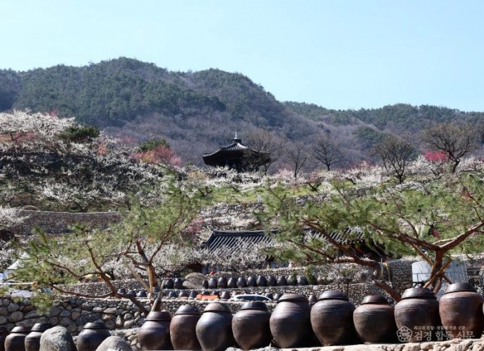 광양시, 제23회 광양매화축제 팡파르 열흘간 대장정 - 관광과 (4).jpg