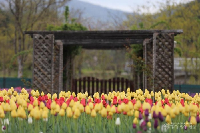 4._백두대간수목원_튤립_3.JPG