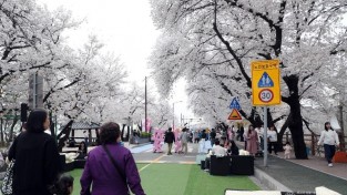 0407 일주일 연장된 안동벚꽃축제  ‘상춘객 인산인해’ (1).JPG