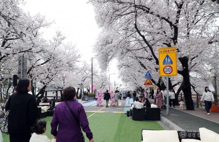 0407 일주일 연장된 안동벚꽃축제  ‘상춘객 인산인해’ (1).JPG