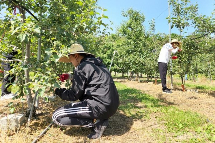 240521보도자료(청송군, 일손 부족 농가 위해 구슬땀[봄철 농촌 일손 돕기 실시]) (1).jpg
