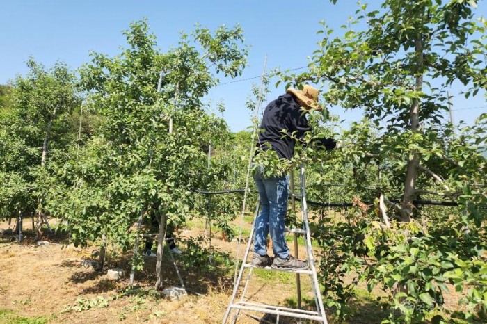 240521보도자료(청송군, 일손 부족 농가 위해 구슬땀[봄철 농촌 일손 돕기 실시]) (2).jpg