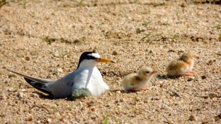 0522 안동호 쇠제비갈매기  생태관광 자원으로 키운다 (1).jpg