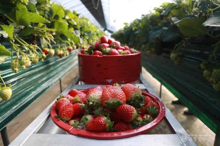 (예천군)예천군농업기술센터, 농업 발전을 위한 다양한 사업 추진 (6).JPG