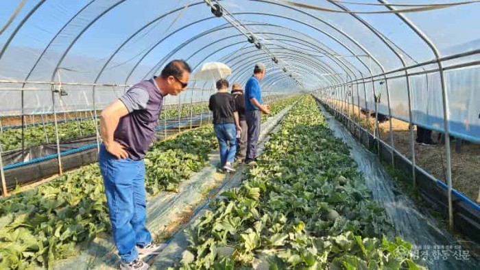 [기술개발과]하미과 시설재배 사진 1 (1).jpg