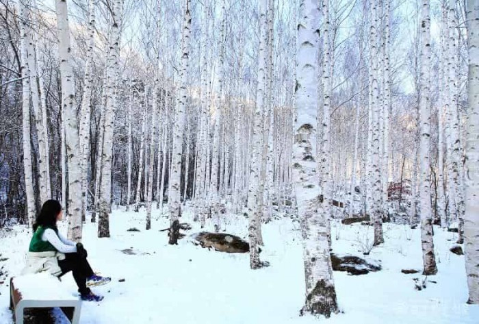 2-3 사진(영양자작나무숲).jpg