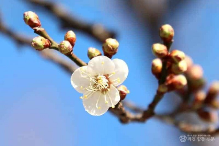 (4-2) 입춘 한파에도 광양은 봄…백운산 고로쇠 ‘뿜뿜’, 매화 꽃망울 ‘톡톡’ - 관광과(한겨울 추위를 이기고 곱게 피어난 다압면 ~.jpg