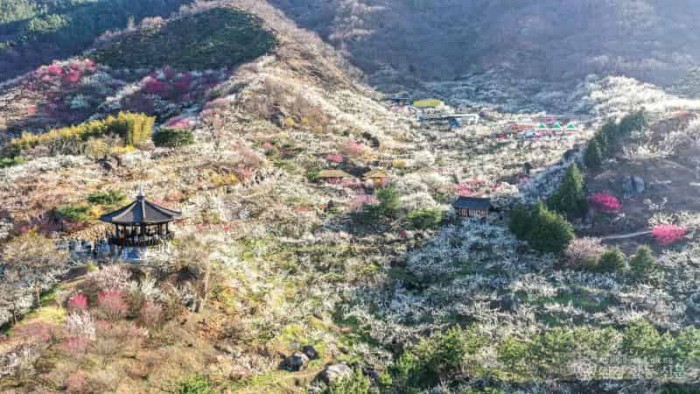 (2-4) 제24회 광양매화축제, 4주 앞으로..._대한민국 대표축제 초읽기 돌입_ - 관광과(광양매화마을).jpg