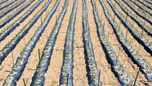 250211보도자료(청송군, 산소카페 농업의 미래를 그리다![생분해 멀칭필름 지원사업 확대추진]) (1) (1).jpg