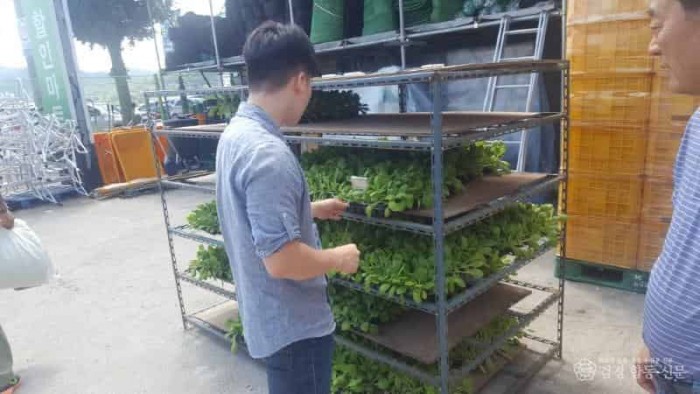 250305-육묘 품질표시 확인(경남 관내).JPG