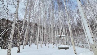 1-5 사진(이번 주말， 떠나보는 영양군 죽파리 자작나무숲).jpg