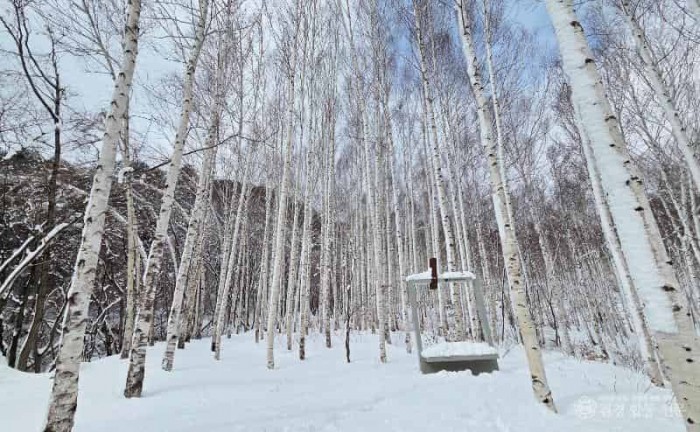 1-5 사진(이번 주말， 떠나보는 영양군 죽파리 자작나무숲).jpg