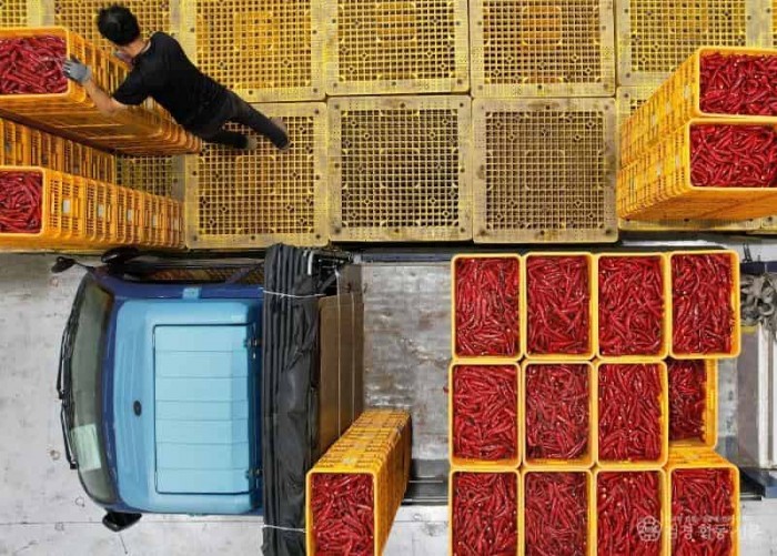 1-6 사진(전국최고 영양고추, 시작을 알린다).jpg