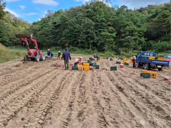 외국인 계절근로자 농작업 현장사진2.jpg