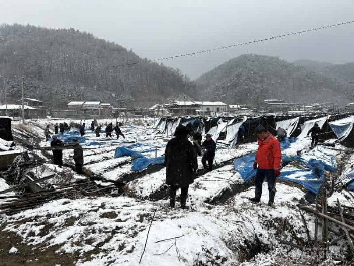 (예천군)농촌지도자예천군연합회 폭설 피해 인삼밭 복구에 구슬땀 (1).jpg