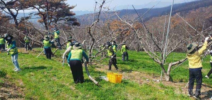 3.경북교육청, 영덕 산불 피해 농가 일손 돕기에 ‘구슬땀’(영덕과 자매결연 맺은 포항_영천_울진교육지원청 직원들 함께 힘 모아)_01.jpg