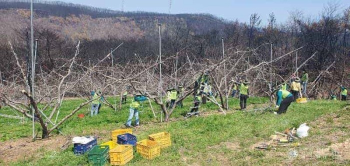 3.경북교육청, 영덕 산불 피해 농가 일손 돕기에 ‘구슬땀’(영덕과 자매결연 맺은 포항_영천_울진교육지원청 직원들 함께 힘 모아)_02.jpg