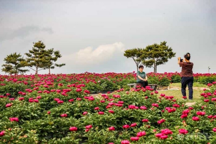 01의성군제공 조문국 작약2.jpg