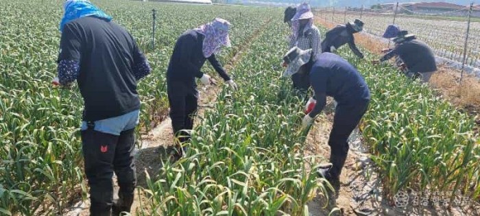 [상주시 함창읍] 농촌일손돕기3.jpg