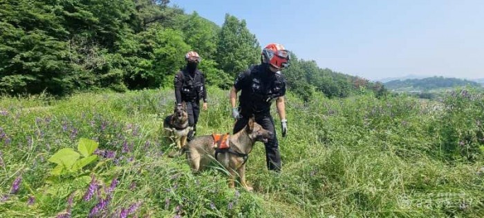 250530-1-119구조견 역량강화 훈련 실종자 수색2.jpg