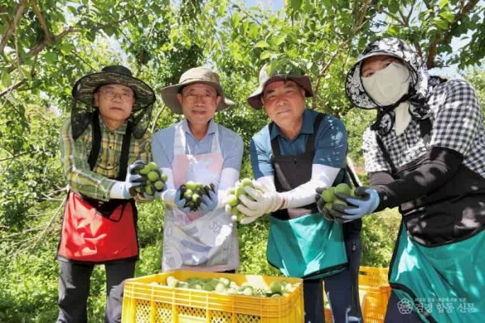 2-5. 광양시 공직자, 농촌 일손돕기 적극 참여 - 스마트원예과(현장 사진).jpg