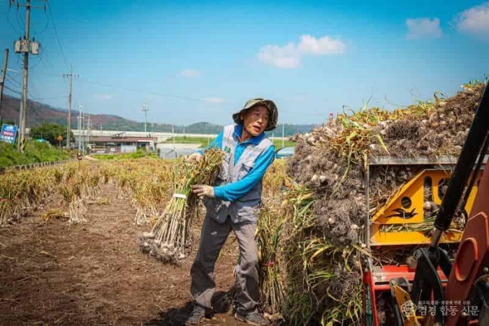 01의성군제공 마늘 수확2.jpg