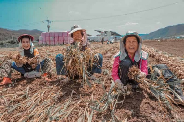 01의성군제공 마늘 수확1.jpg