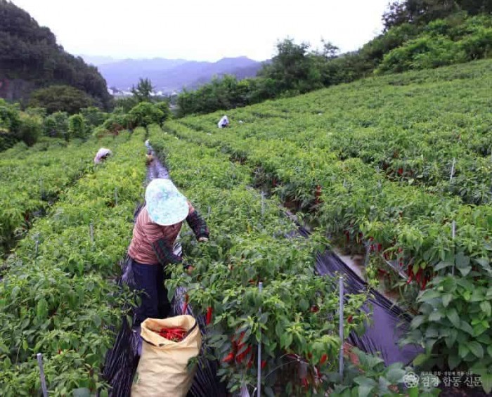 1-3 사진(고추수확).jpg