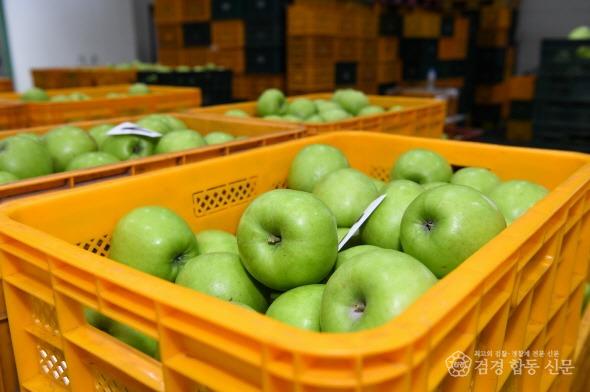영주-1-2 여름 사과의 계절이 돌아왔다! 영주 ‘아오리’ 첫 출하(상자에 담긴 아오리 모습).JPG