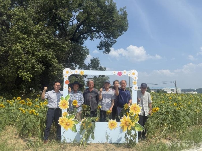 2 [사진] “인생사진 찍으러 오세요!” 영천시 화산면, 해바라기밭 포토존 설치.jpg