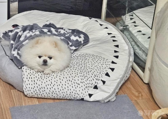 250709-2잠든 가족을 깨운 반려견과 소화기의 빠른 사용이 대형화재 막았다1.jpg