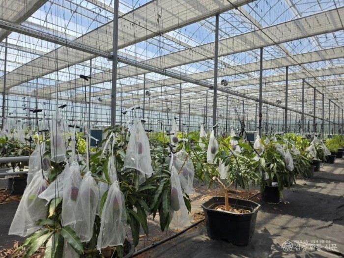 1 [사진] 영천시, 기후변화 대응 아열대농업 보급 중심지로 부상! (1).jpeg
