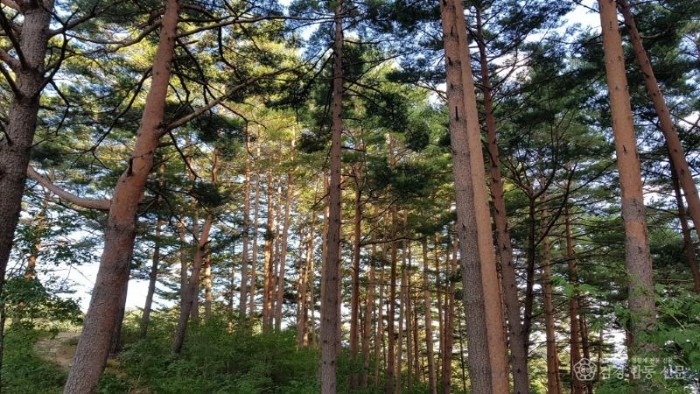 울진 금강송 산지농업시스템, 세계중요농업유산 등재(소나무숲).jpg