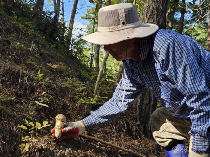 울진 금강송 산지농업시스템  세계중요농업유산 등재(송이 채취).jpg