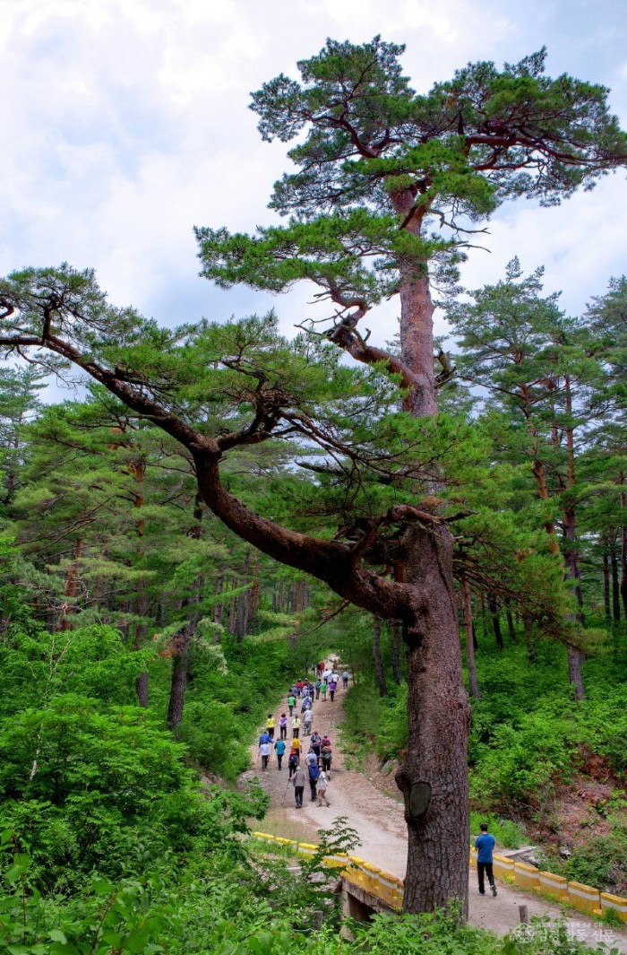 울진 금강송 산지농업시스템  세계중요농업유산 등재(금강송).jpg