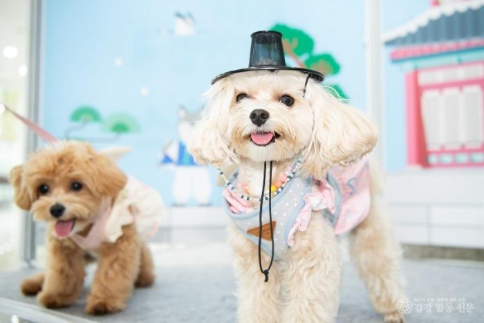 [낭만관광과]2024 대한민국 펫캉스3(지난해).jpg