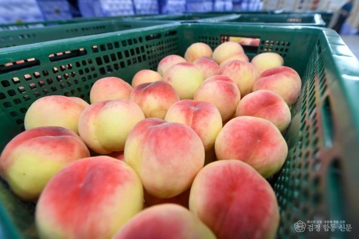 영주-1-4 선별이 끝난 복숭아들이 출하를 기다리고 있다 .jpg