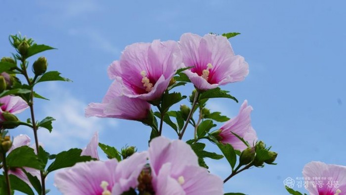 무궁화사진 (3).jpg