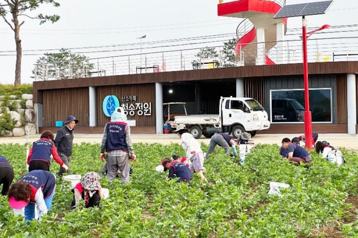 250819보도자료(한국자유총연맹 청송군지회, 산소카페 청송정원 백일홍 생육관리 봉사) (3).jpg