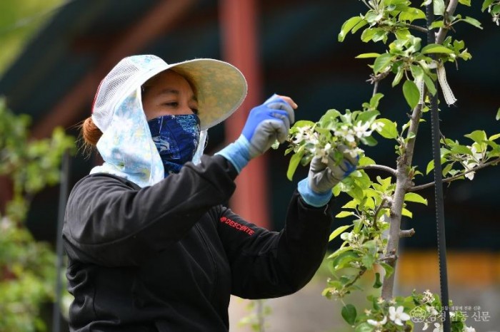 영주-2-1 외국인 계절근로자가 농가의 일손을 돕고 있다.JPG