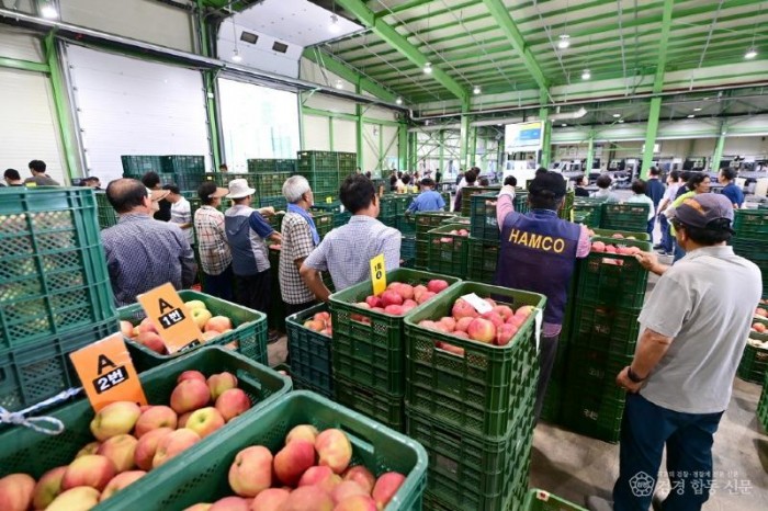 250826보도자료(청송군농산물공판장 개장, 2025년산 사과 경매 시작) (3).jpg