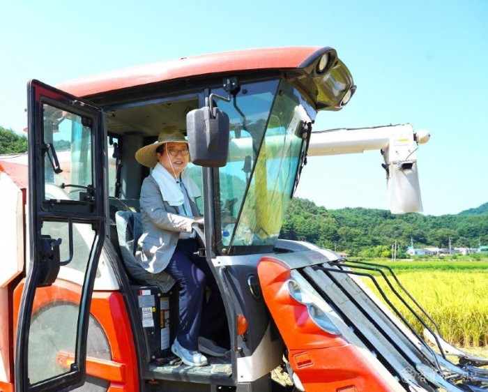 올해 울진군 관내 첫 벼 수확 현장에서 손병복 울진군수가 콤바인을 운전하고 있다..jpg